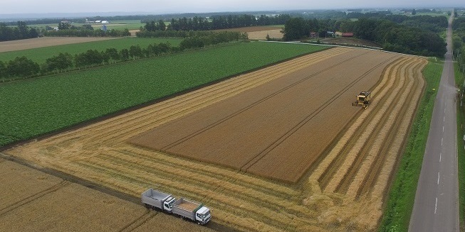 コントラクター小麦収穫業務
